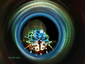 Mantis Shrimp through mirrored tube by Marylin Batt 